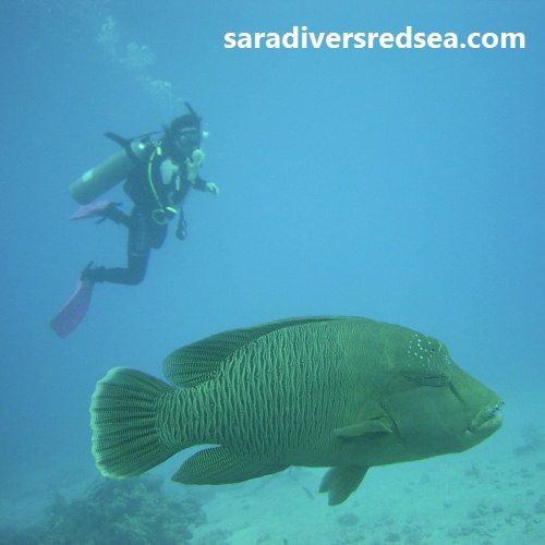 AdvancedOpenWaterCourse