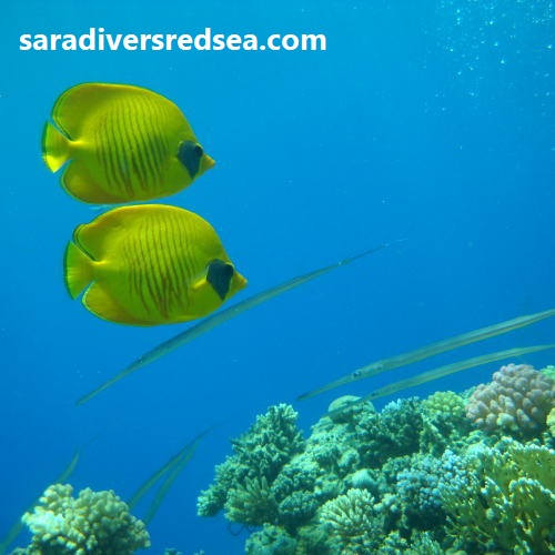 EmergencyFirstResponseKurs